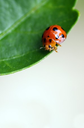 Ladybirdの写真素材