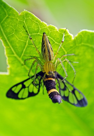 Spider and Bugの写真素材