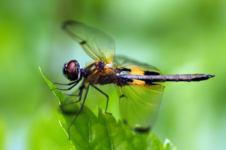 Rhyothemis phyllis dragonflyの写真素材