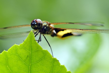 Rhyothemis phyllis dragonflyの写真素材