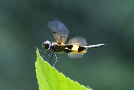 Rhyothemis phyllis dragonflyの写真素材