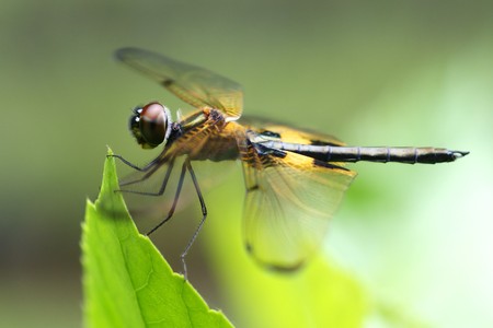 Rhyothemis phyllis dragonflyの写真素材