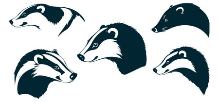 Set of vector illustrations of badger heads isolated on white background.のイラスト素材