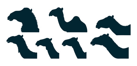Set of camel silhouettes isolated on white background. Vector illustration.のイラスト素材