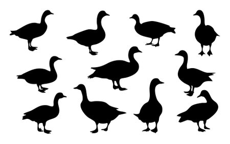 vector set of silhouettes of geese and ducks on a white backgroundのイラスト素材