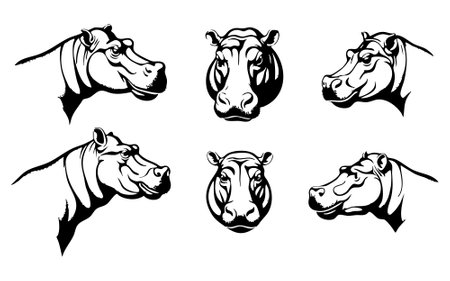 Hippopotamus head set on white background. Vector illustration.のイラスト素材