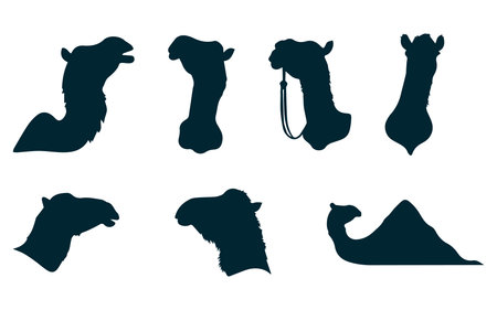 Set of silhouettes of camel on a white background. Vector illustrationのイラスト素材