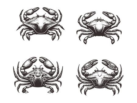 Crab set. Black and white engraved ink art. Isolated vector illustration on white background.のイラスト素材