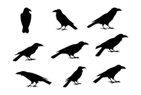 Set of black crow silhouettes isolated on white background. Vector illustration.のイラスト素材