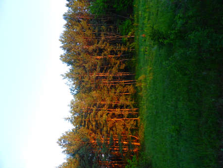 View from the window of a pine groveの写真素材