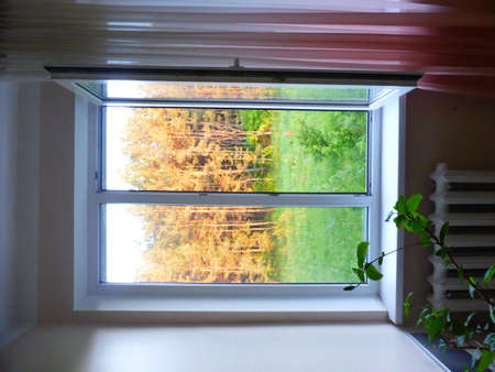 View from the window of a pine grove