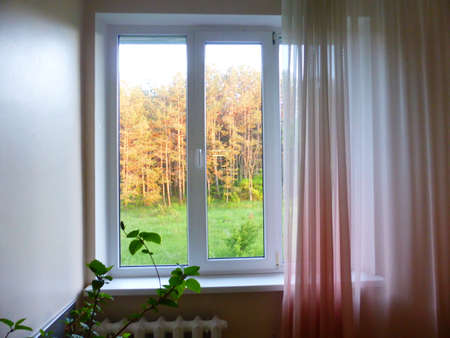 View from the window of a pine groveの写真素材