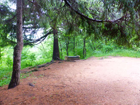In Kislovodsk Park Trees in Kislovodsk national Parkの写真素材