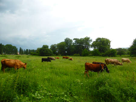 A herd of cows on a green meadowの写真素材