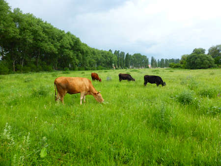 A herd of cows on a green meadowの写真素材