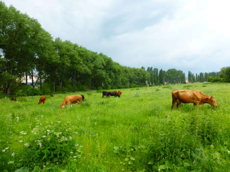 A herd of cows on a green meadowの写真素材