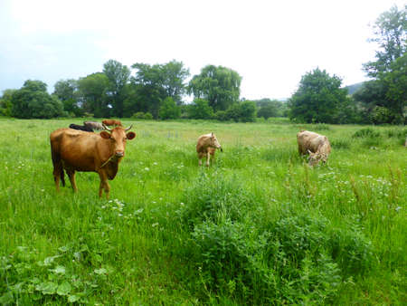 A herd of cows on a green meadowの写真素材