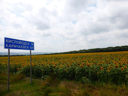 Sunflower field in the Stavropol regionの写真素材