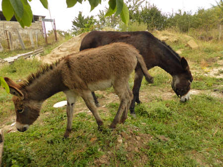 A small donkey, a donkey and young horses.の写真素材