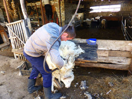 Sheep shearing in the householdの写真素材