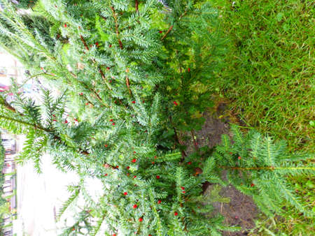 Ripe yew berries, yew treeの写真素材