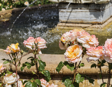 pink and orange  roses close to the fountain in the Retiro Park in Madrid, Spainの写真素材