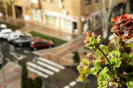 view of red geranium growing in balcony on urban backgroundの写真素材