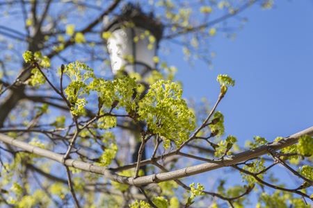 green young leaves on branches. Spring blossomの写真素材