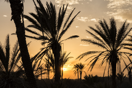 dark silhouette of  palm tree on the sky . Nightfall at Guardamar del segura. Alicante,Spainの写真素材