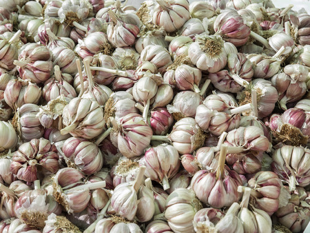 Healthy heads of garlics in a marketの写真素材