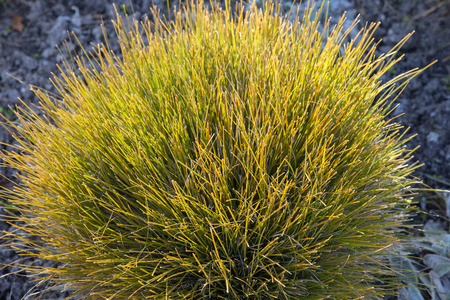 sun ligth on ornamental grass in the garden outdoor