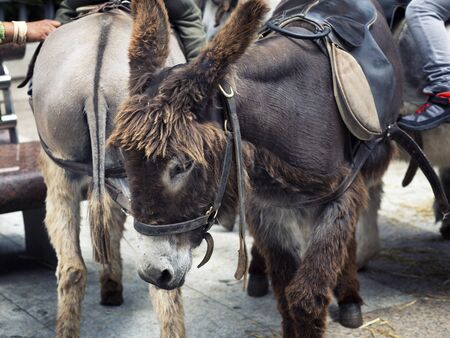close up of burros used as a tourist attraction in town. Madrid Spainの写真素材