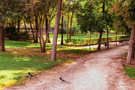 view of green park with shadows in summertime. Madrid, Spain