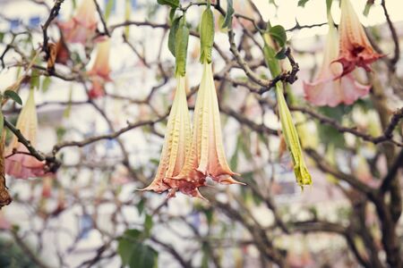 yellow and pink flowers known as angel trumpet hanging from the treeの写真素材
