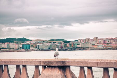 gull in front of the sea perched on a railing and observing the coast of galiciaの写真素材