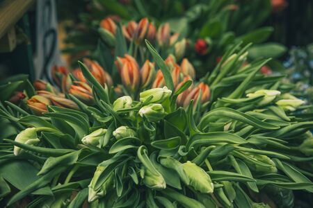 green background with orange tulips about to bloom
