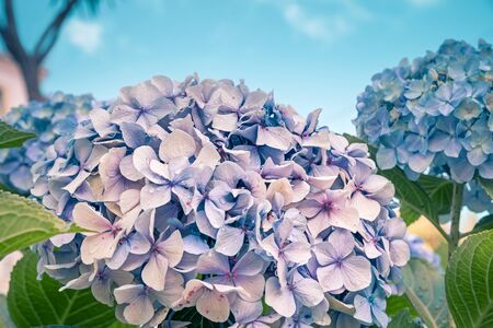 detail of purple hydrangea with water drops on the petals