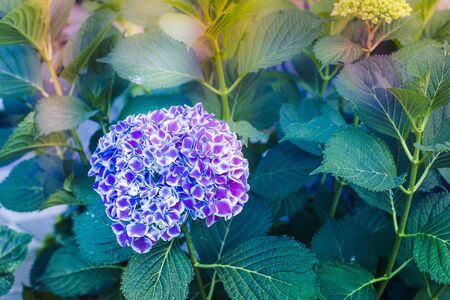 multicolored plant with purple hydrangeain flower in  springの写真素材