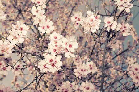 soft image of almond blossom in springtime