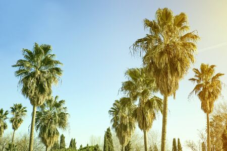 landscape with tall palms and blue sky on a sunny dayの写真素材