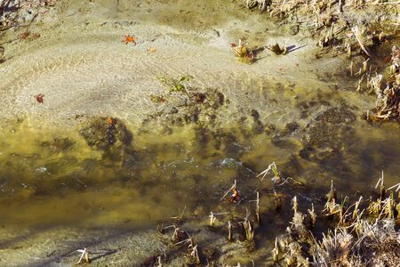 dirty and contaminated water flowing through the dead branches