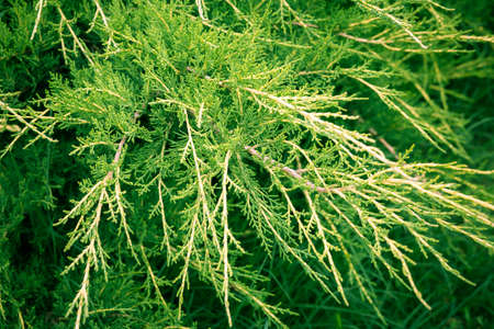 close-up of green spruce branches in nature