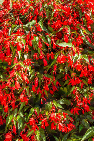 natural background of red begonias on green leavesの写真素材