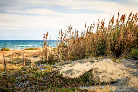 palm tree in the sand beach with blue sky and seaの写真素材