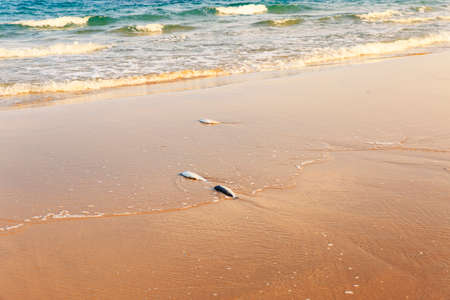 palm tree in the sand beach with blue sky and seaの写真素材