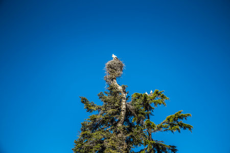 palm tree in the sand beach with blue sky and seaの写真素材