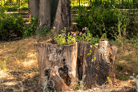 two old tree stumps filled with ornamental plants in a public park