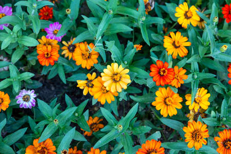 top view of yellow daisy flowers on green vegetationの写真素材