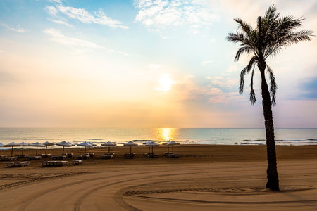 palm-tree in Guardamar del Segura beach at sunset. Alicante, Spainの写真素材