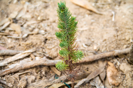 reforestation with young pine trees in the mediterranean area. nature conservation